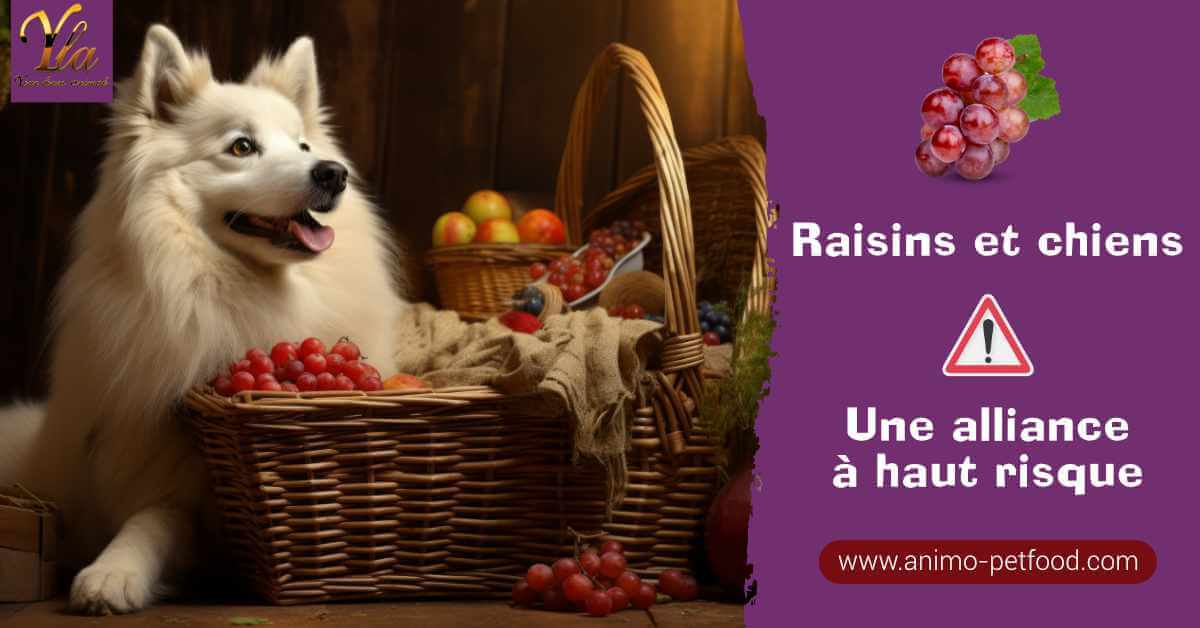 raisin-aliment-dangereux-pour-le-chien